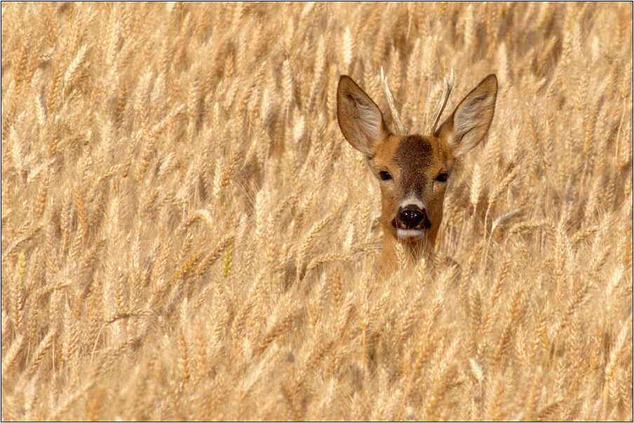 Srnec obecný ( Capreolus capreolus )