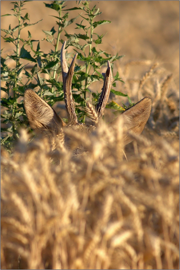 Srnec obecný ( Capreolus capreolus )