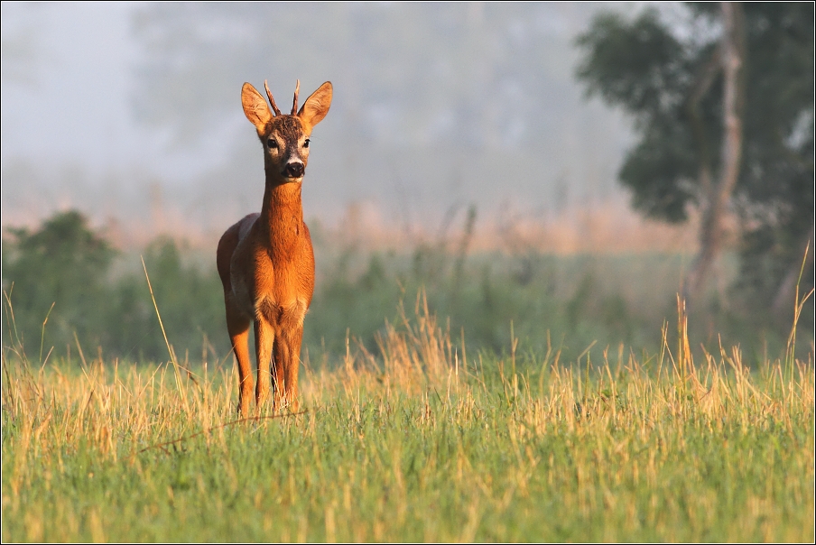 Srnec obecný ( Capreolus capreolus )