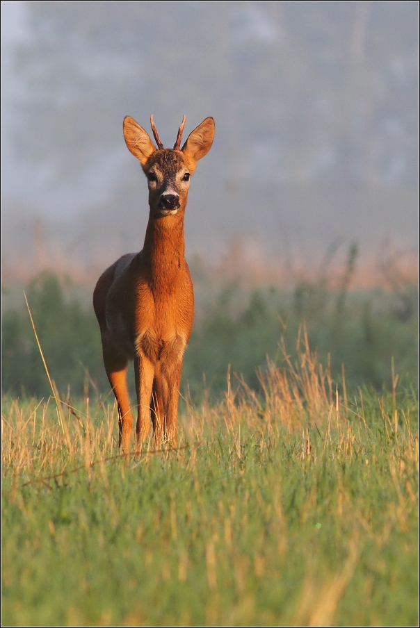 Srnec obecný ( Capreolus capreolus )