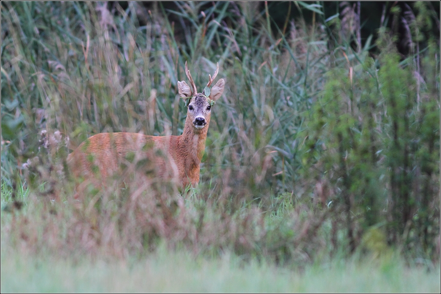 Srnec obecný  ( Capreolus capreolus )