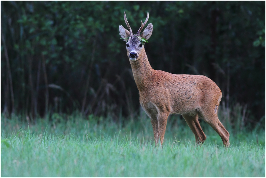 Srnec obecný  ( Capreolus capreolus )