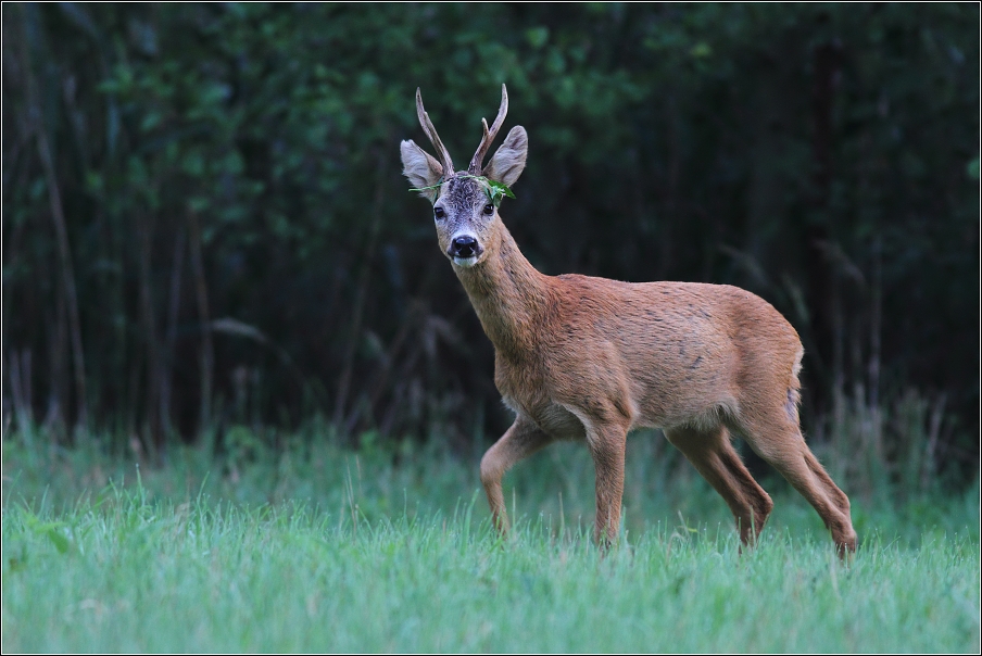 Srnec obecný  ( Capreolus capreolus )