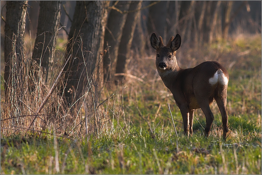 Srnec obecný  ( Capreolus capreolus )