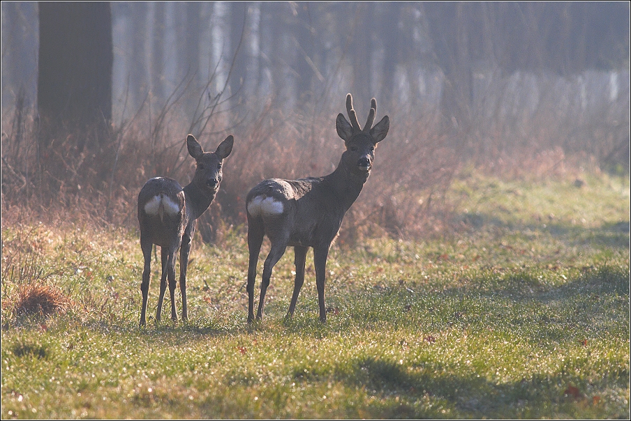 Srnec obecný  ( Capreolus capreolus )