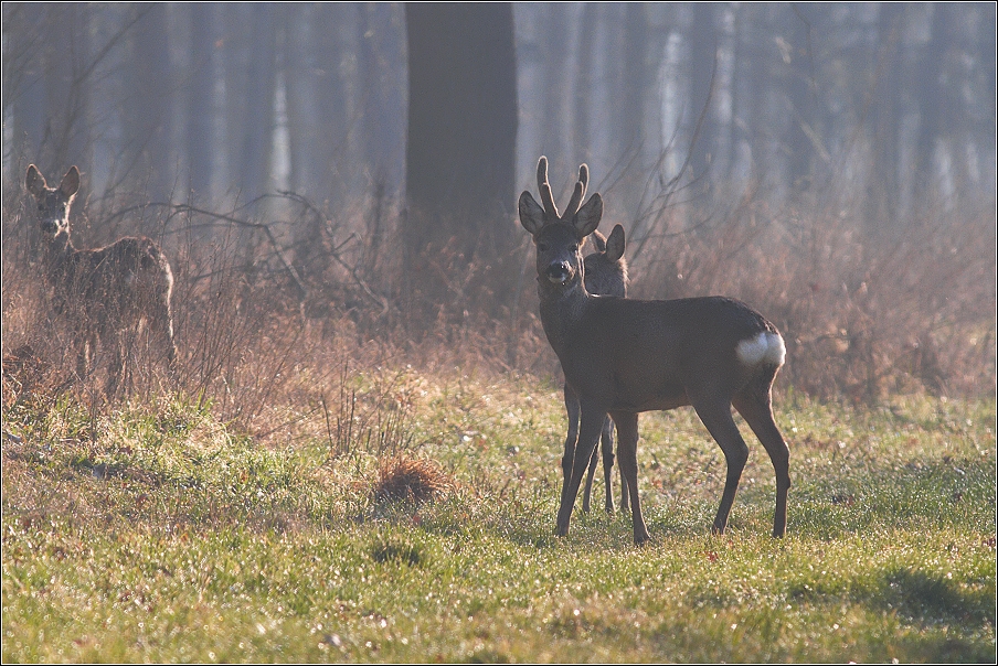 Srnec obecný  ( Capreolus capreolus )