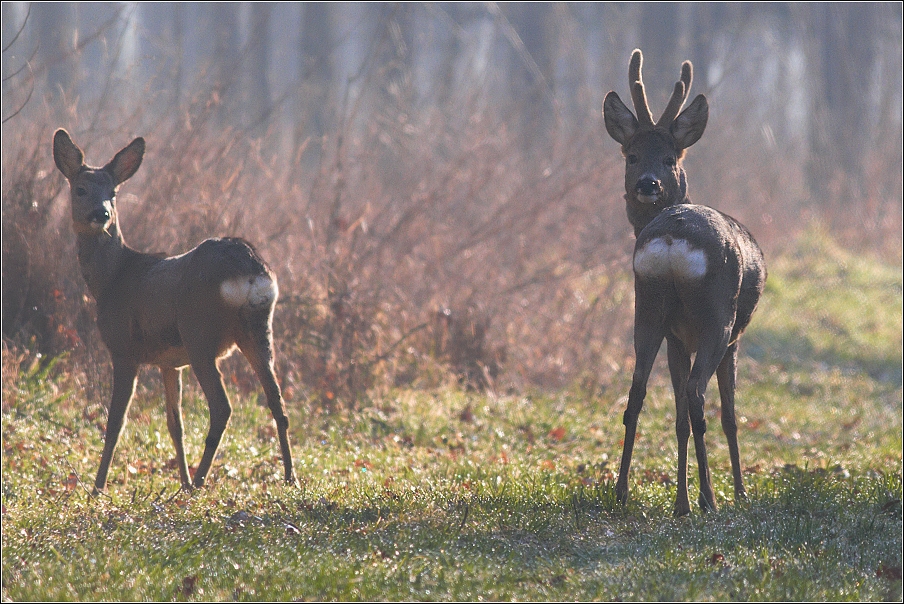 Srnec obecný  ( Capreolus capreolus )