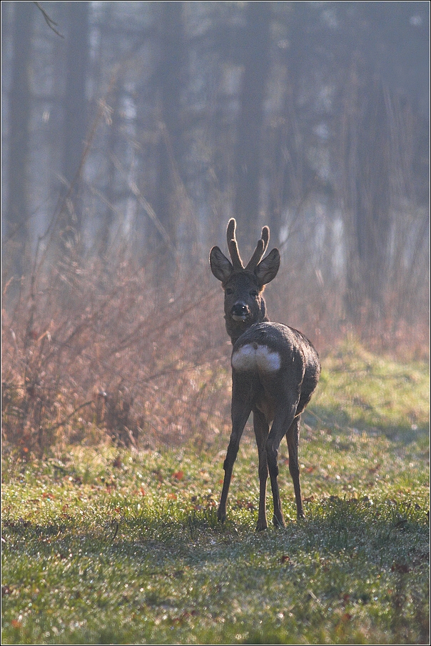 Srnec obecný  ( Capreolus capreolus )