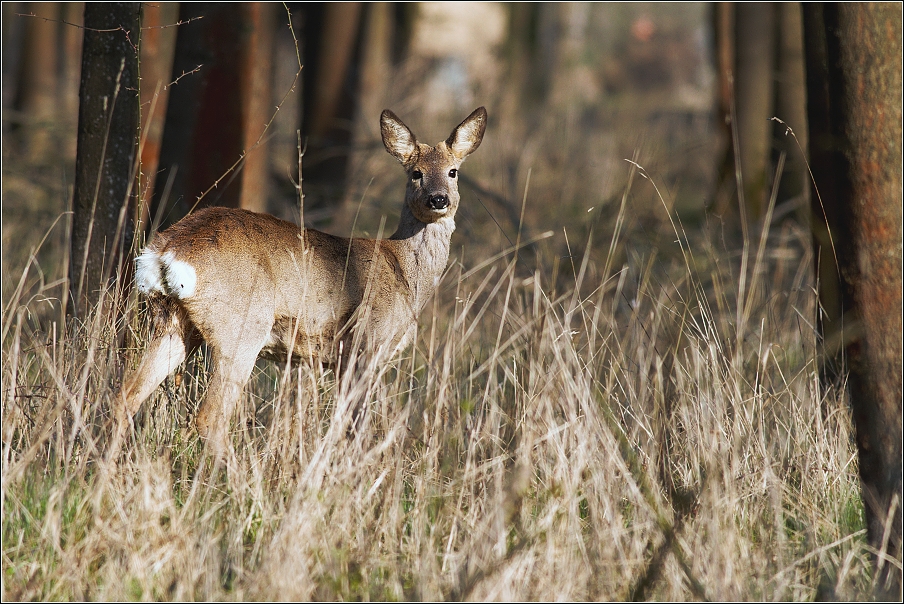 Srnec obecný  ( Capreolus capreolus )