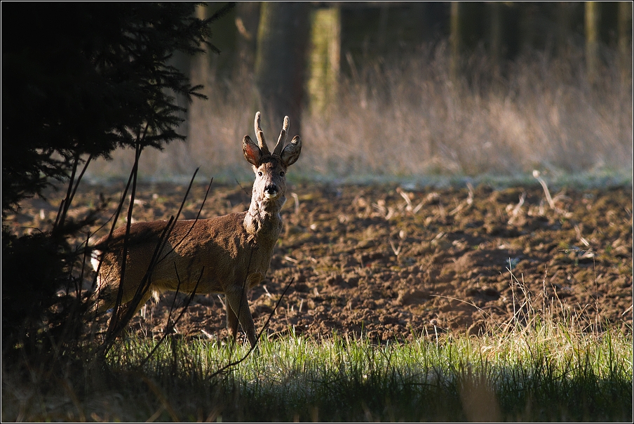 Srnec obecný  ( Capreolus capreolus )