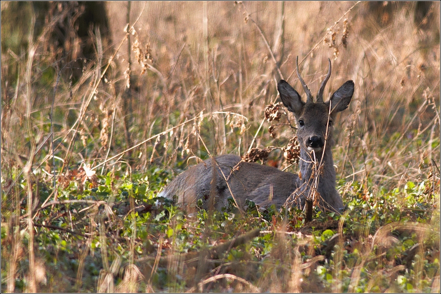 Srnec obecný  ( Capreolus capreolus )