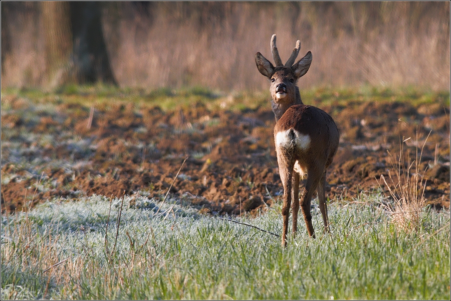 Srnec obecný  ( Capreolus capreolus )