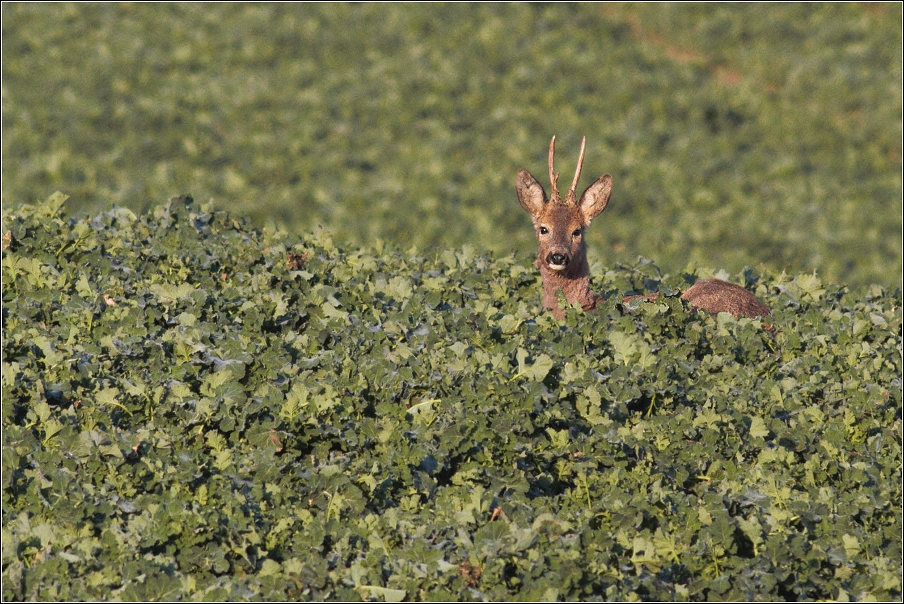 Srnec obecný  ( Capreolus capreolus )