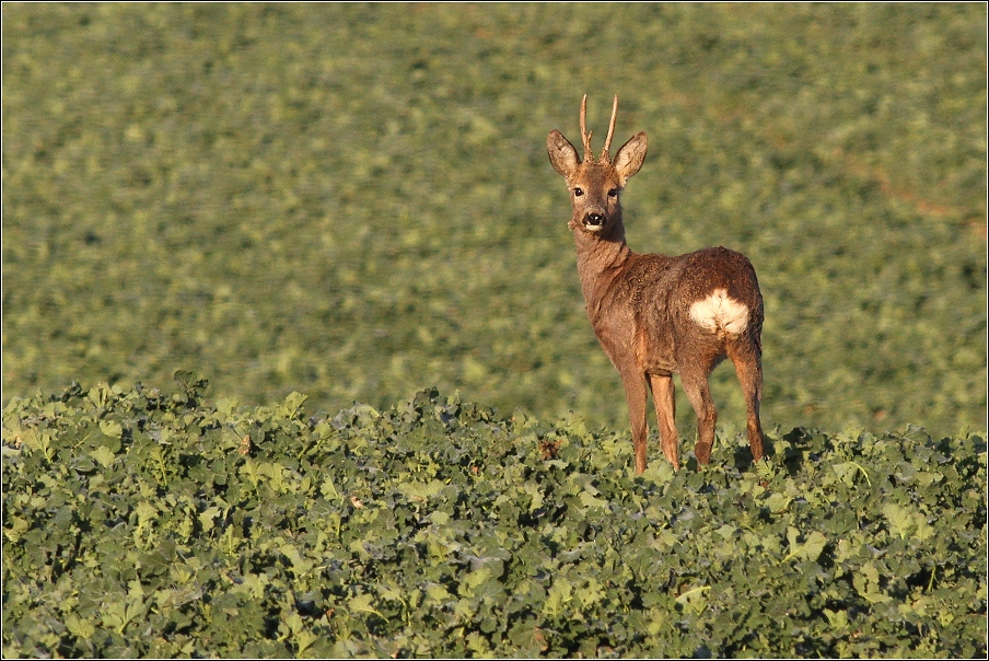 Srnec obecný  ( Capreolus capreolus )