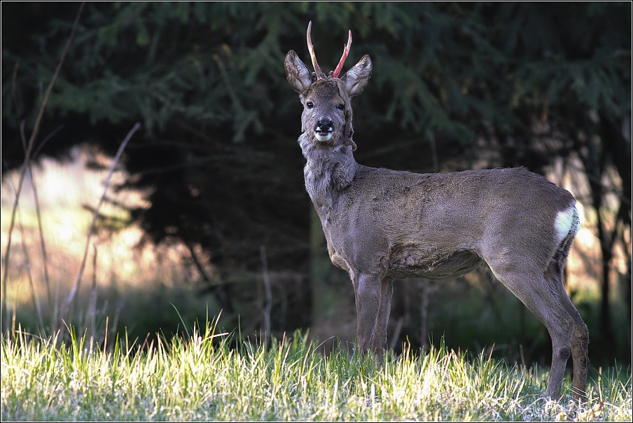 Srnec obecný  ( Capreolus capreolus )