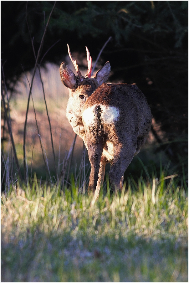 Srnec obecný  ( Capreolus capreolus )