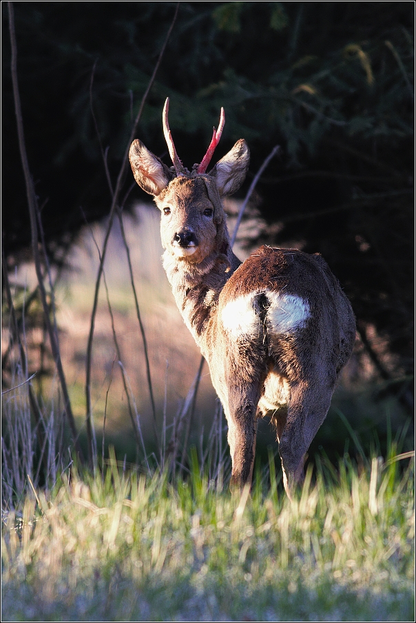 Srnec obecný  ( Capreolus capreolus )