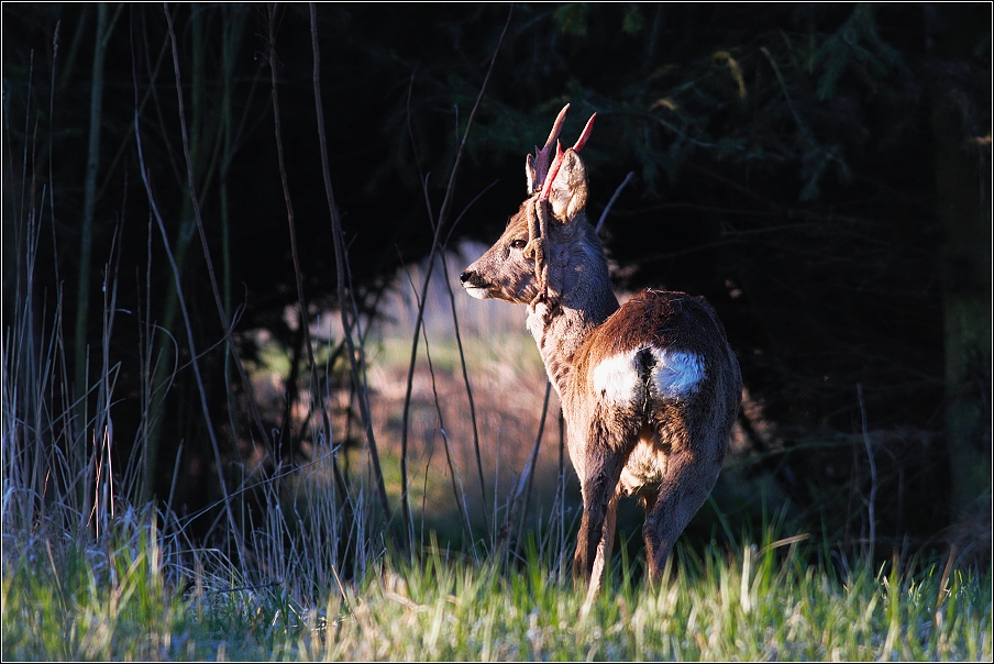 Srnec obecný  ( Capreolus capreolus )