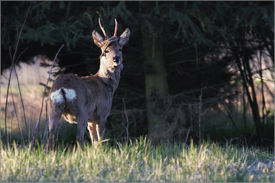 Srnec obecný  ( Capreolus capreolus )