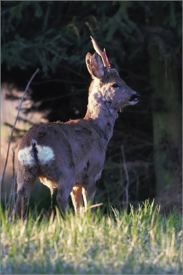 Srnec obecný  ( Capreolus capreolus )