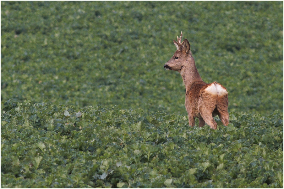 Srnec obecný  ( Capreolus capreolus )