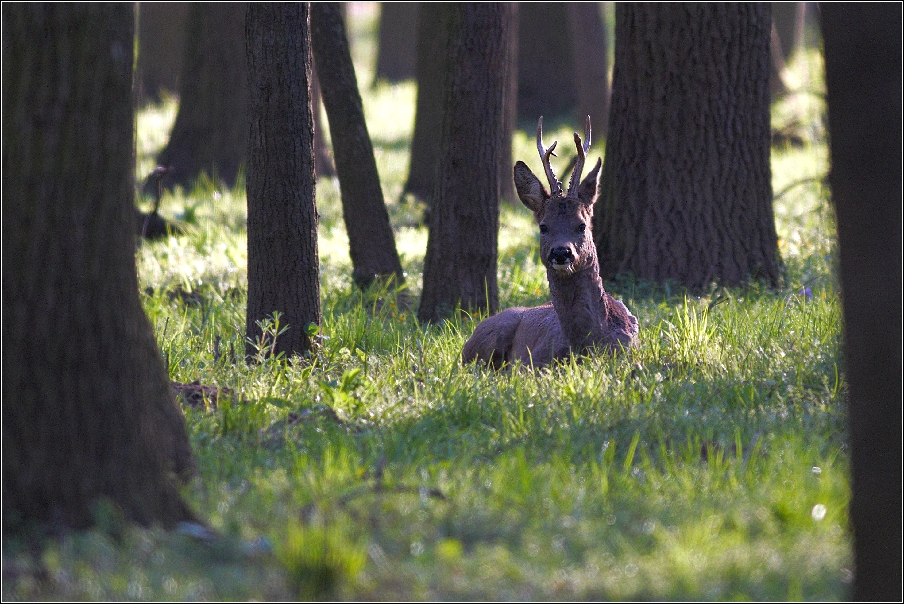 Srnec obecný  ( Capreolus capreolus )