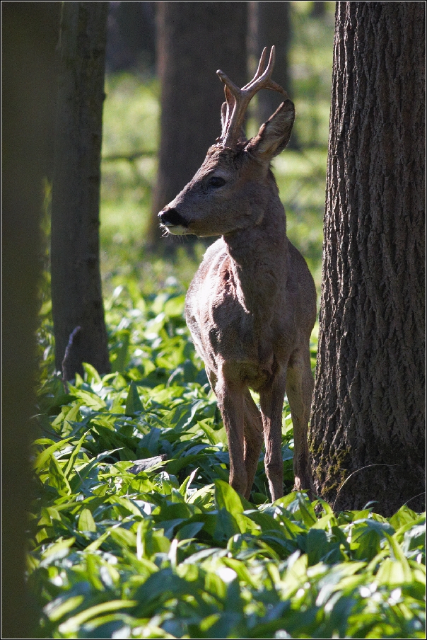 Srnec obecný  ( Capreolus capreolus )