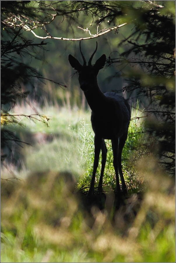 Srnec obecný  ( Capreolus capreolus )