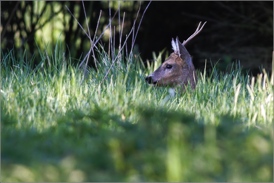 Srnec obecný  ( Capreolus capreolus )