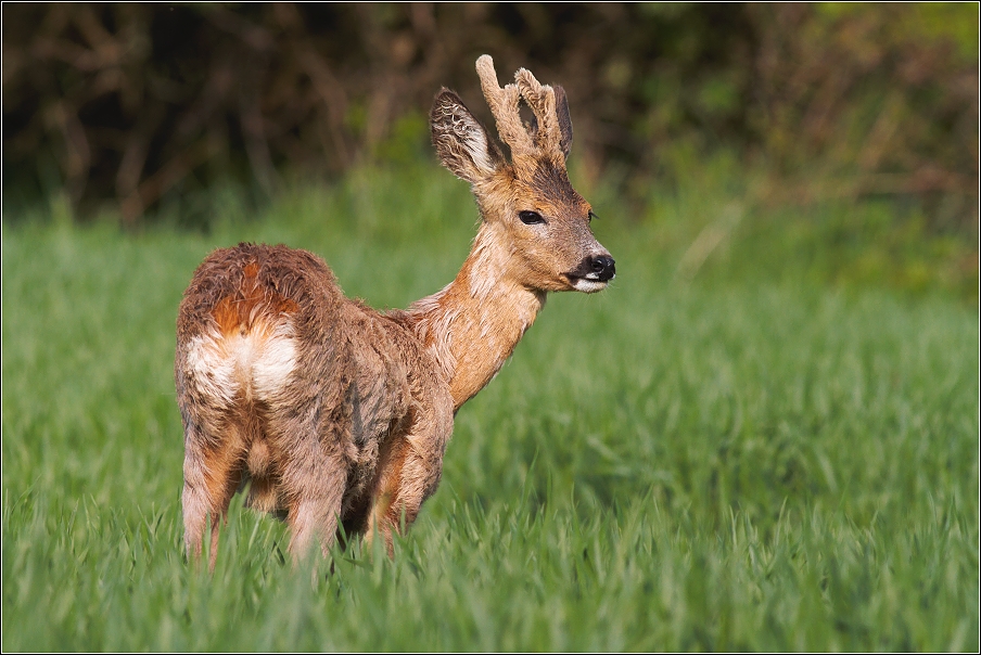 Srnec obecný  ( Capreolus capreolus )