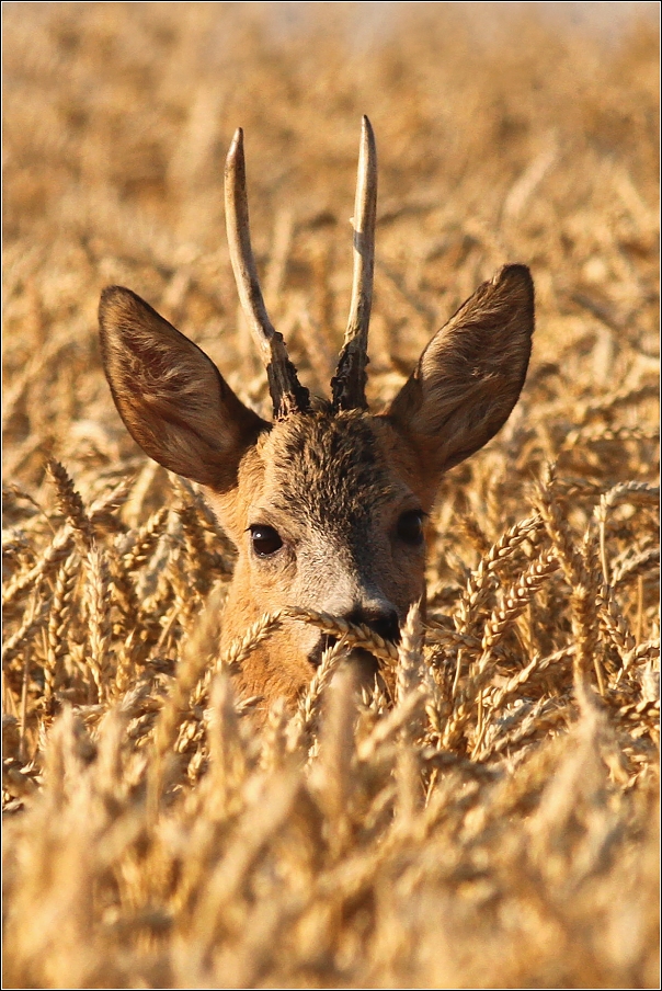 Srnec obecný  ( Capreolus capreolus )