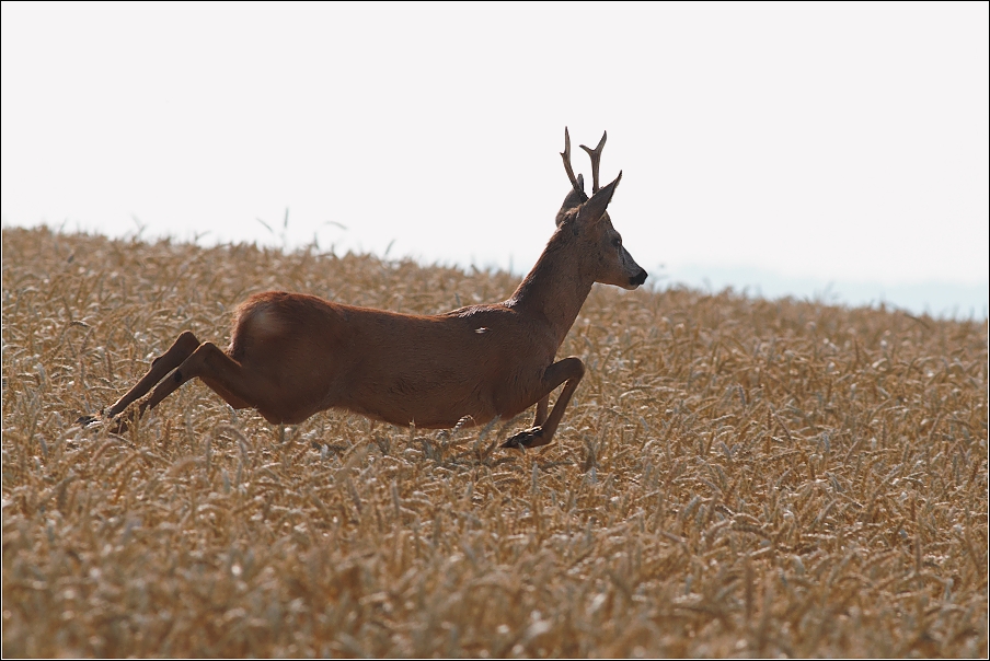 Srnec obecný  ( Capreolus capreolus )