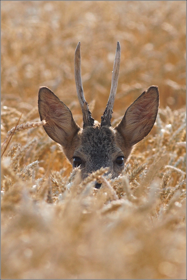 Srnec obecný  ( Capreolus capreolus )