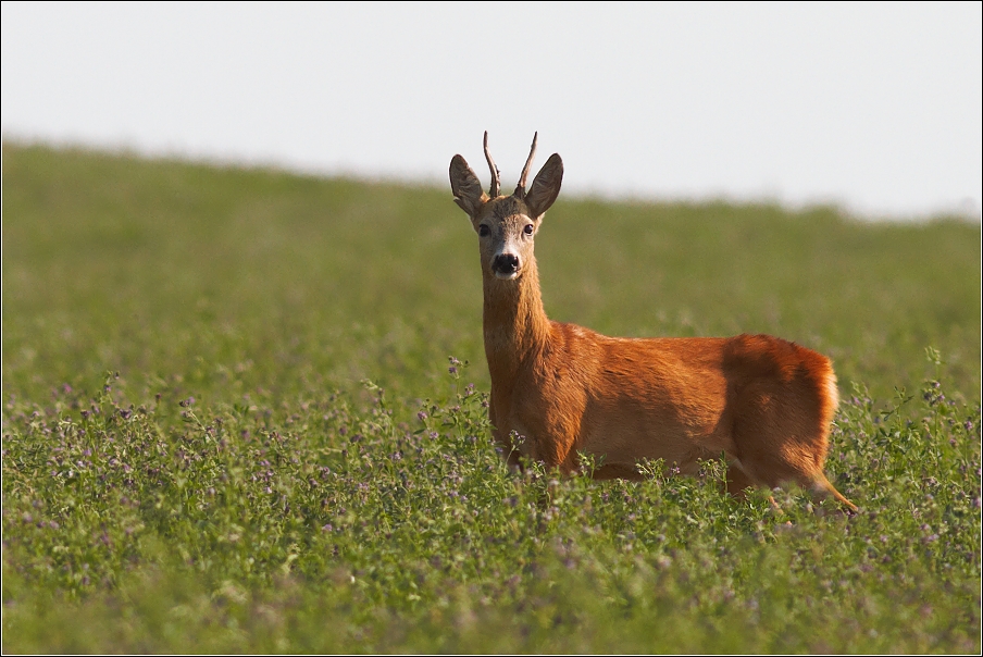 Srnec obecný  ( Capreolus capreolus )