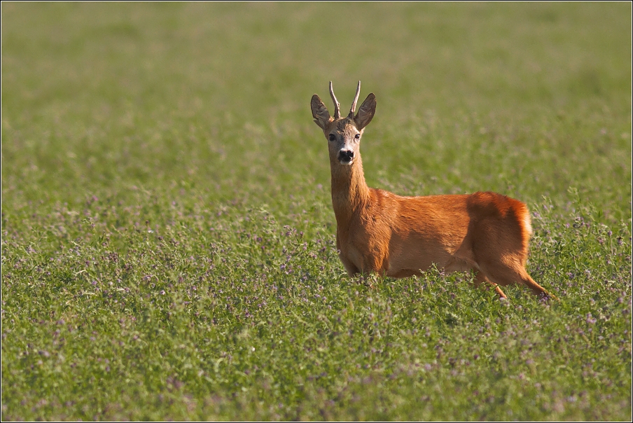 Srnec obecný  ( Capreolus capreolus )