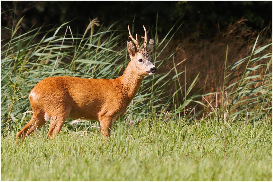 Srnec obecný  ( Capreolus capreolus )