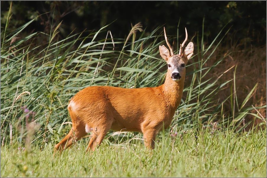 Srnec obecný  ( Capreolus capreolus )