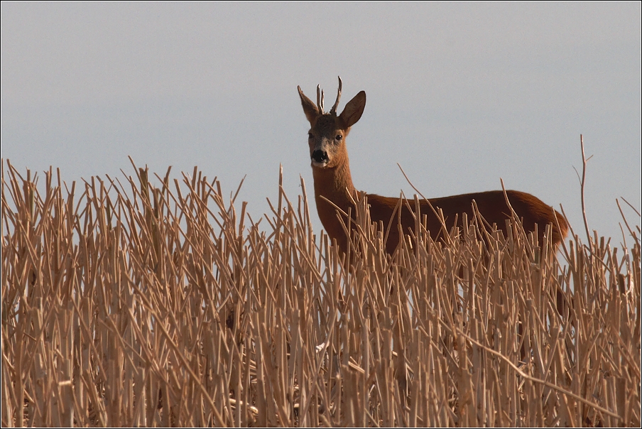 Srnec obecný  ( Capreolus capreolus )