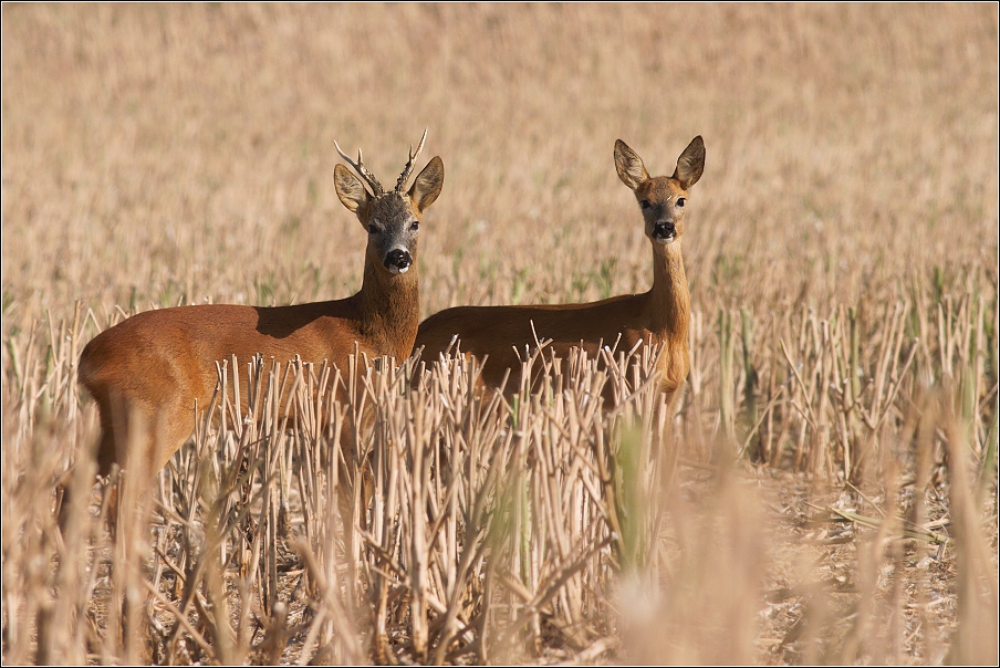 Srnec obecný  ( Capreolus capreolus )