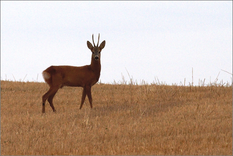 Srnec obecný  ( Capreolus capreolus )