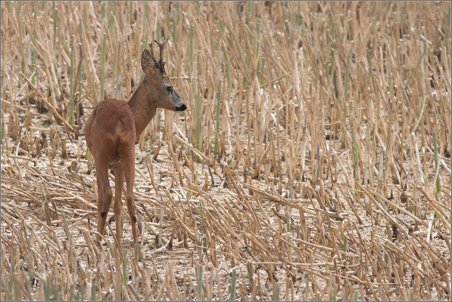 Srnec obecný  ( Capreolus capreolus )