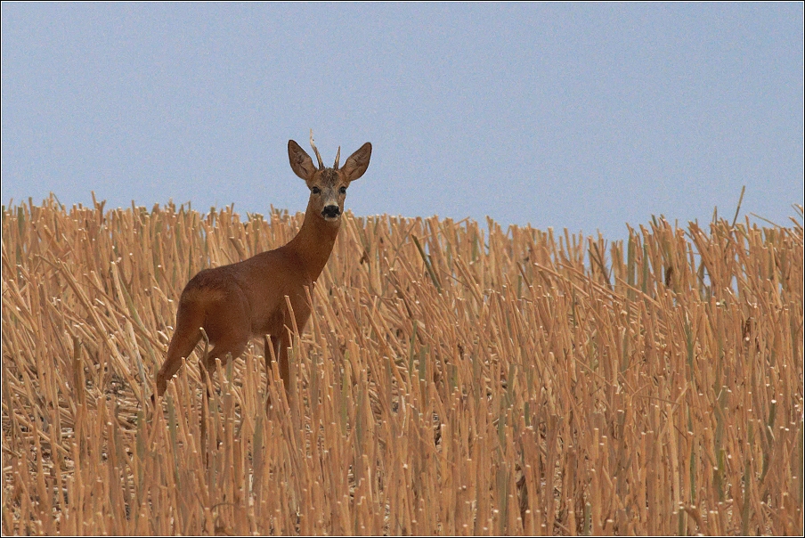 Srnec obecný  ( Capreolus capreolus )