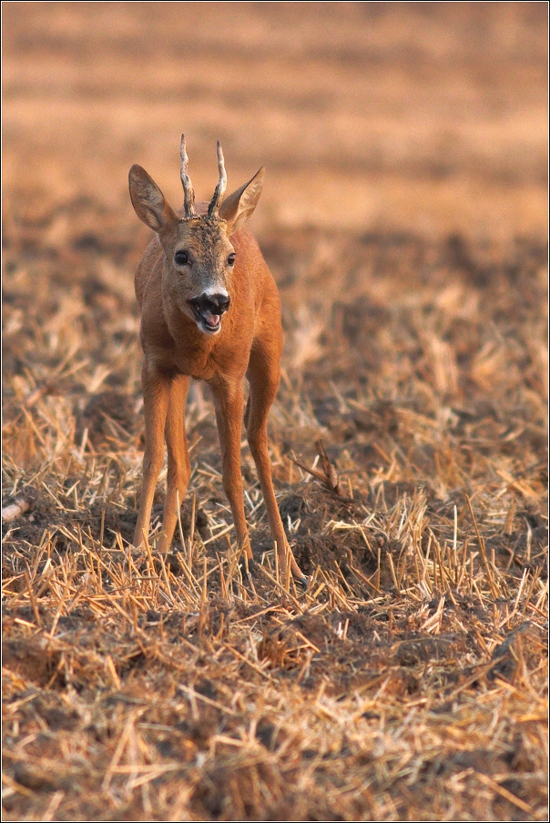 Srnec obecný  ( Capreolus capreolus )