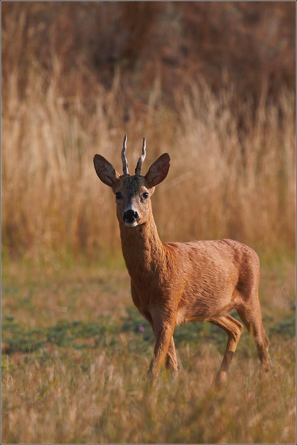 Srnec obecný  ( Capreolus capreolus )