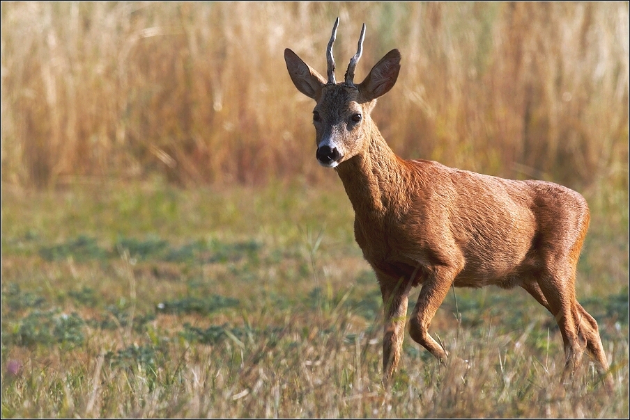 Srnec obecný  ( Capreolus capreolus )