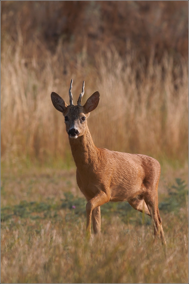 Srnec obecný  ( Capreolus capreolus )