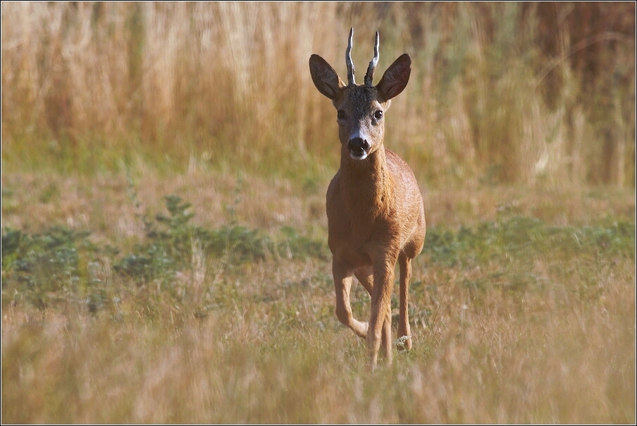 Srnec obecný  ( Capreolus capreolus )