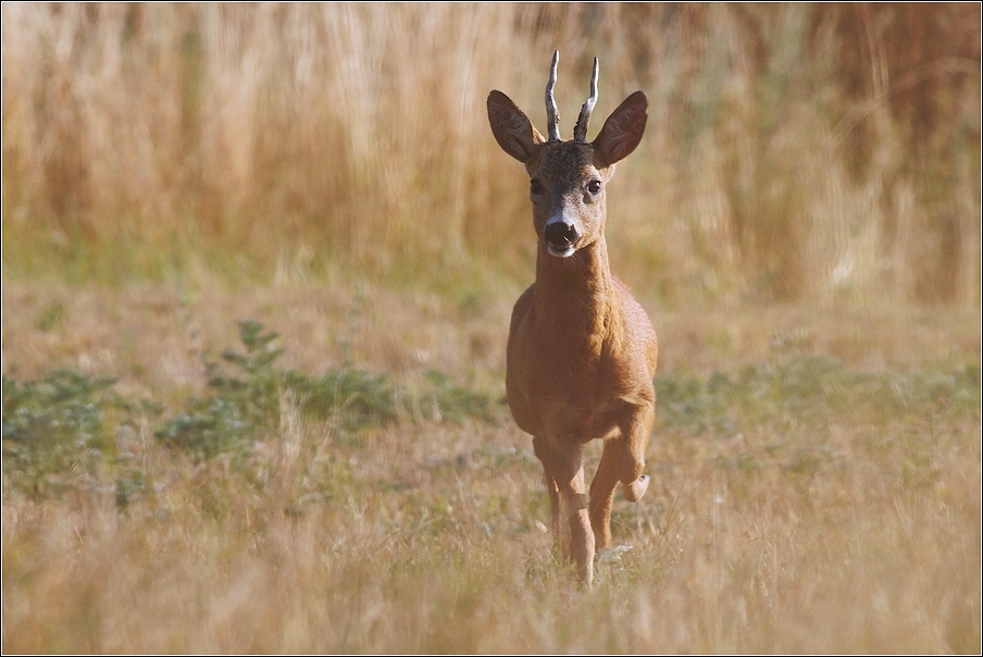 Srnec obecný  ( Capreolus capreolus )