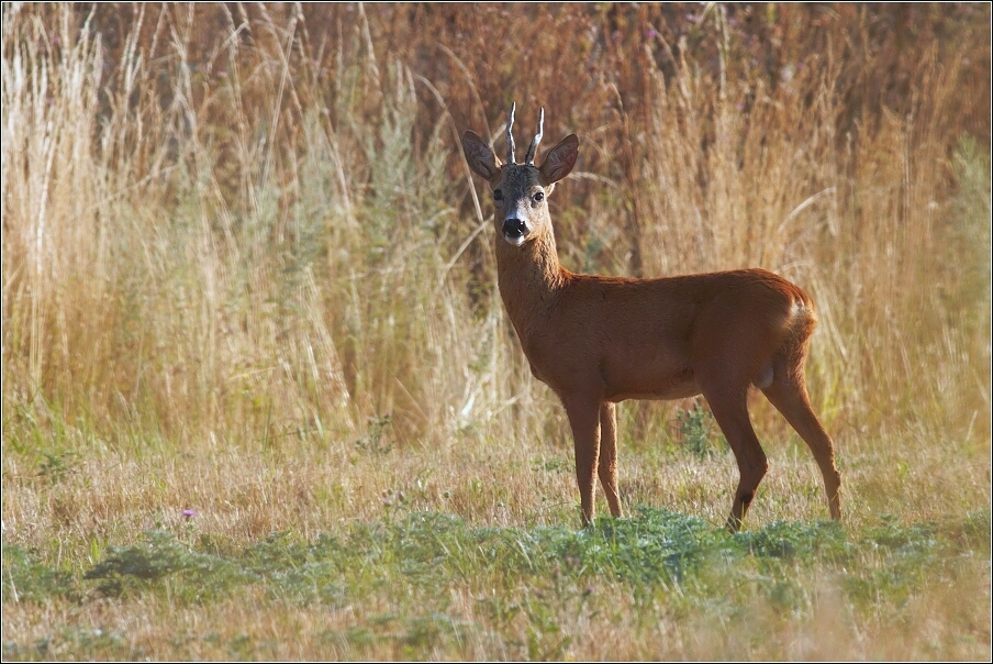 Srnec obecný  ( Capreolus capreolus )