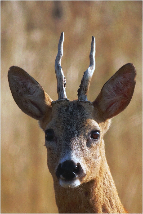 Srnec obecný  ( Capreolus capreolus )